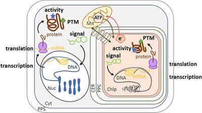 Regulation of Carbon Metabolism by Environmental Conditions: A Perspective From Diatoms and Other Chromalveolates